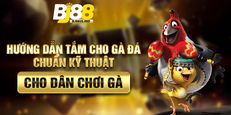 Hướng dẫn tắm cho gà đá chuẩn kỹ thuật cho dân chơi gà