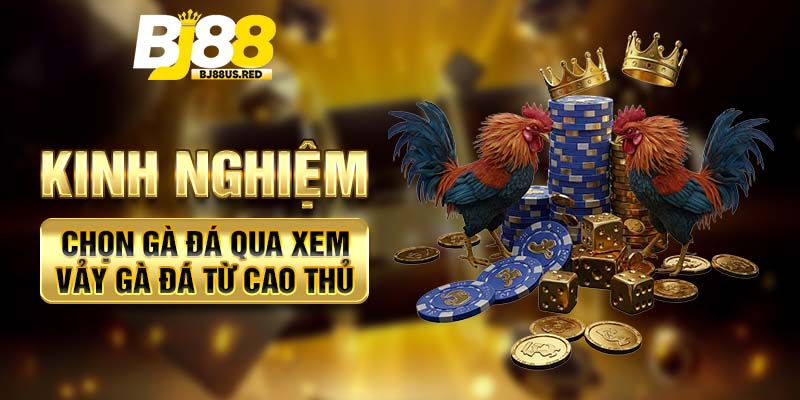 Kinh nghiệm chọn gà đá qua xem vảy gà đá từ cao thủ