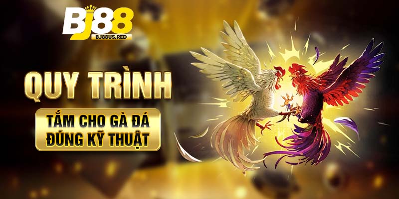 Quy trình tắm cho gà đá đúng kỹ thuật