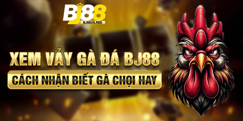 Xem vảy gà đá BJ88: Cách nhận biết gà chọi hay